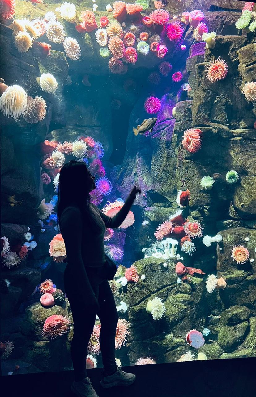 Foto in The aquarium, Toronto, Canad